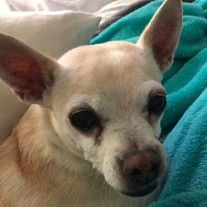 Meet your Posher, Sandy